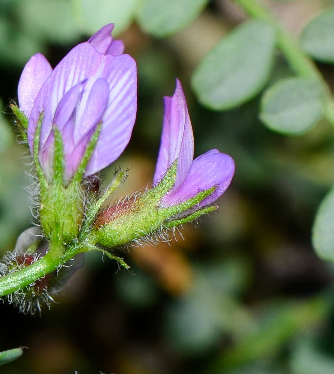 Изображение особи Astragalus mareoticus.