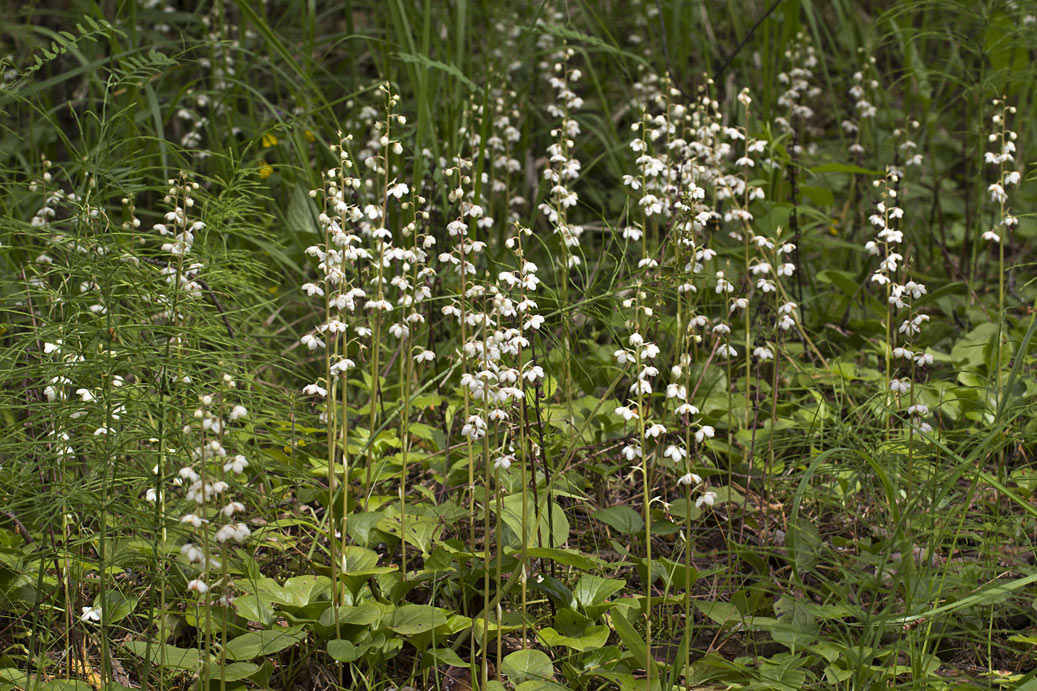 Изображение особи Pyrola rotundifolia.