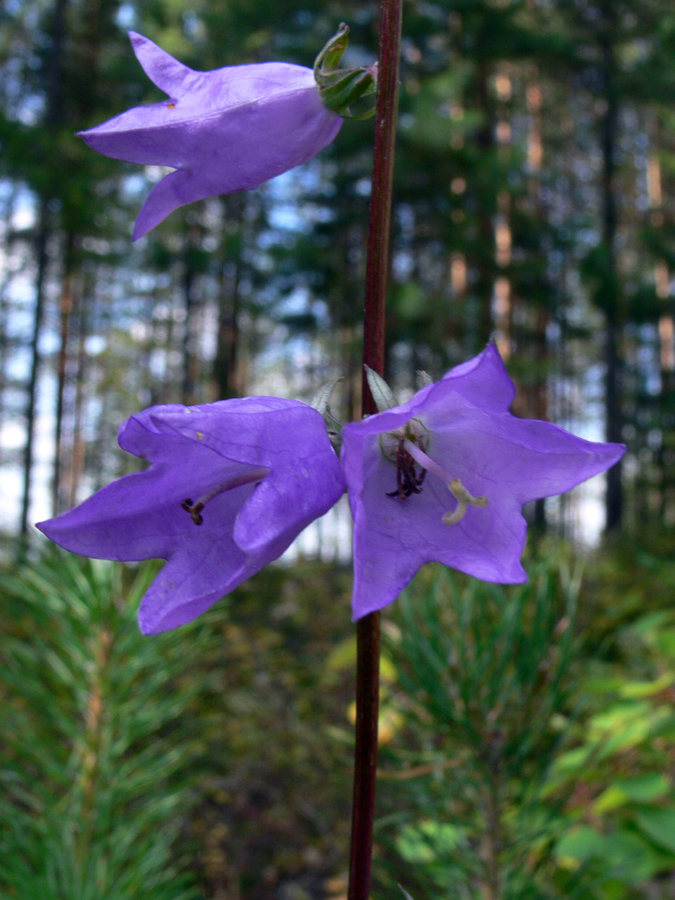 Image of Campanula rapunculoides specimen.