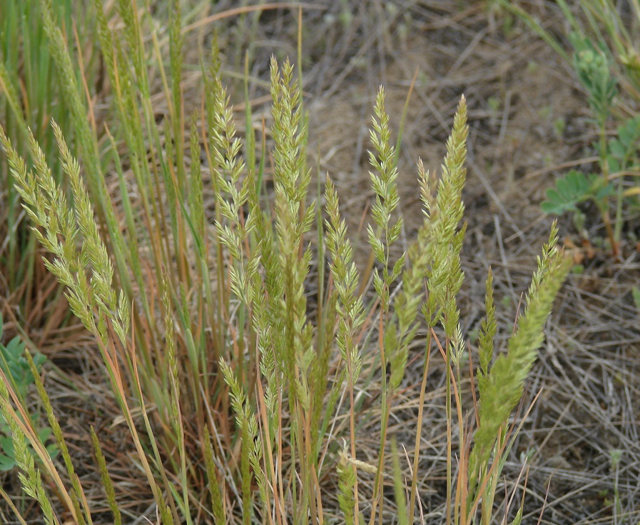 Image of genus Koeleria specimen.