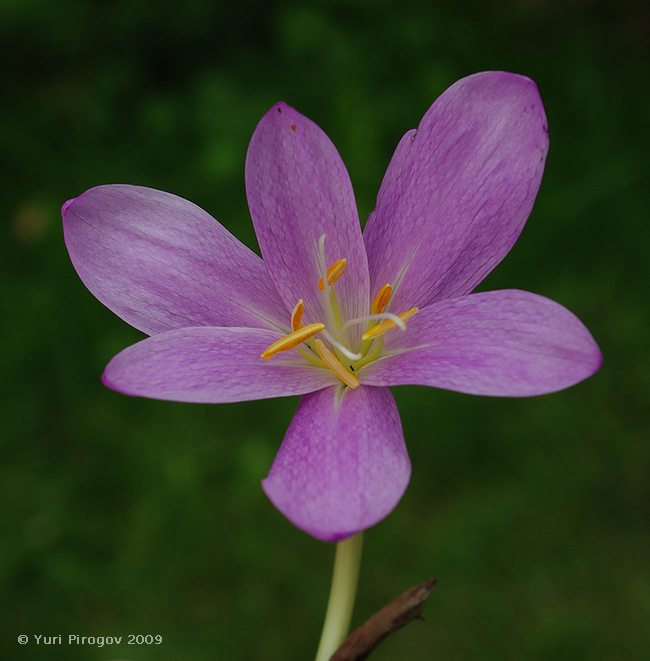 Image of Colchicum lusitanum specimen.