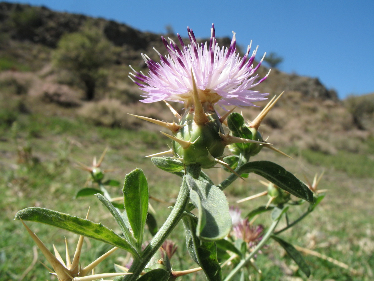 Image of Centaurea iberica specimen.