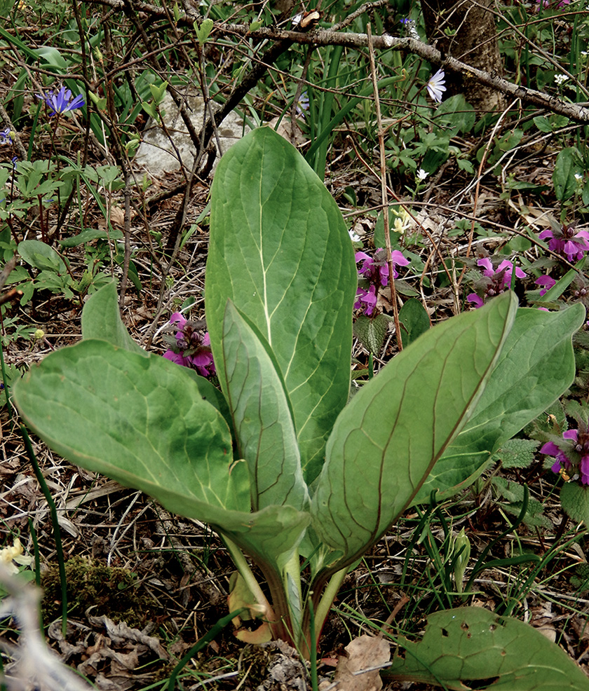 Изображение особи Solenanthus biebersteinii.