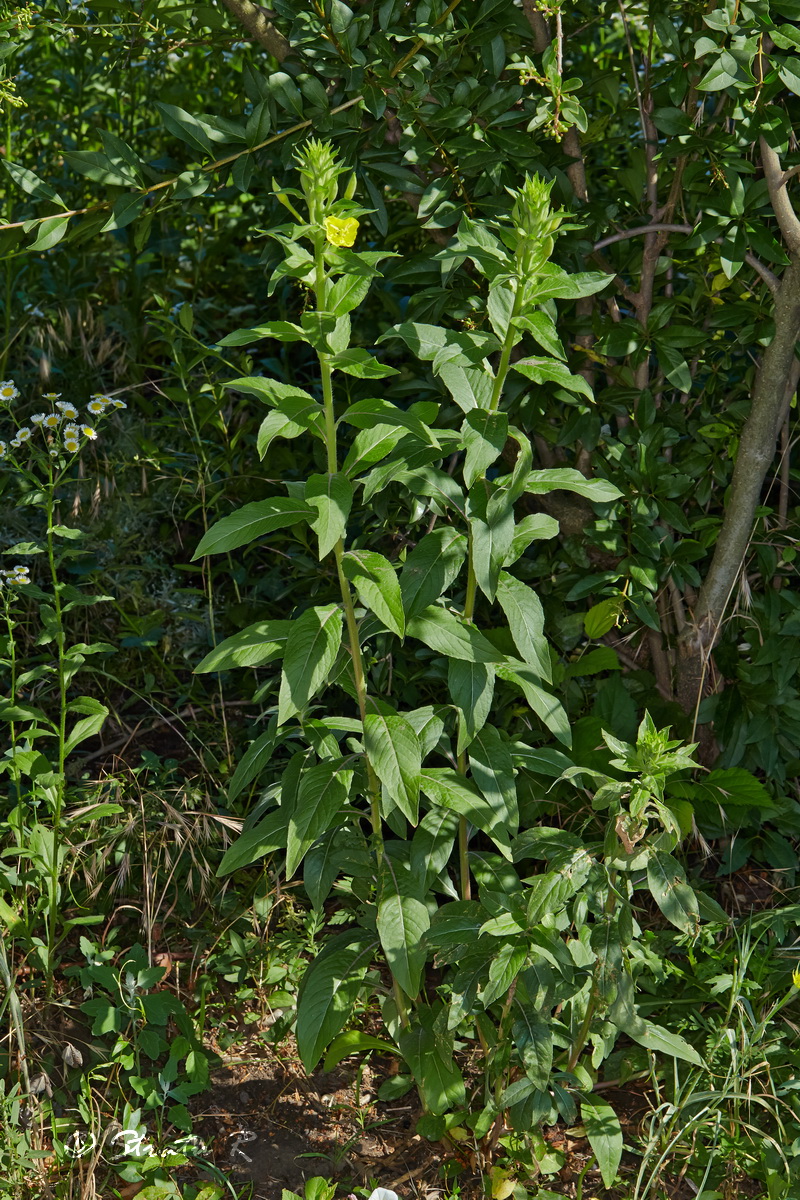 Image of genus Oenothera specimen.