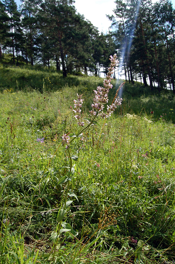 Image of Nepeta nuda specimen.