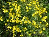 Linum flavum. Цветущее растение. Ульяновская обл., Карсунский р-н, окр. с. Теньковка, гряда мергелисто-меловых склонов к р. Урень и её правому притоку к северу и востоку от села. 7 июля 2015 г.