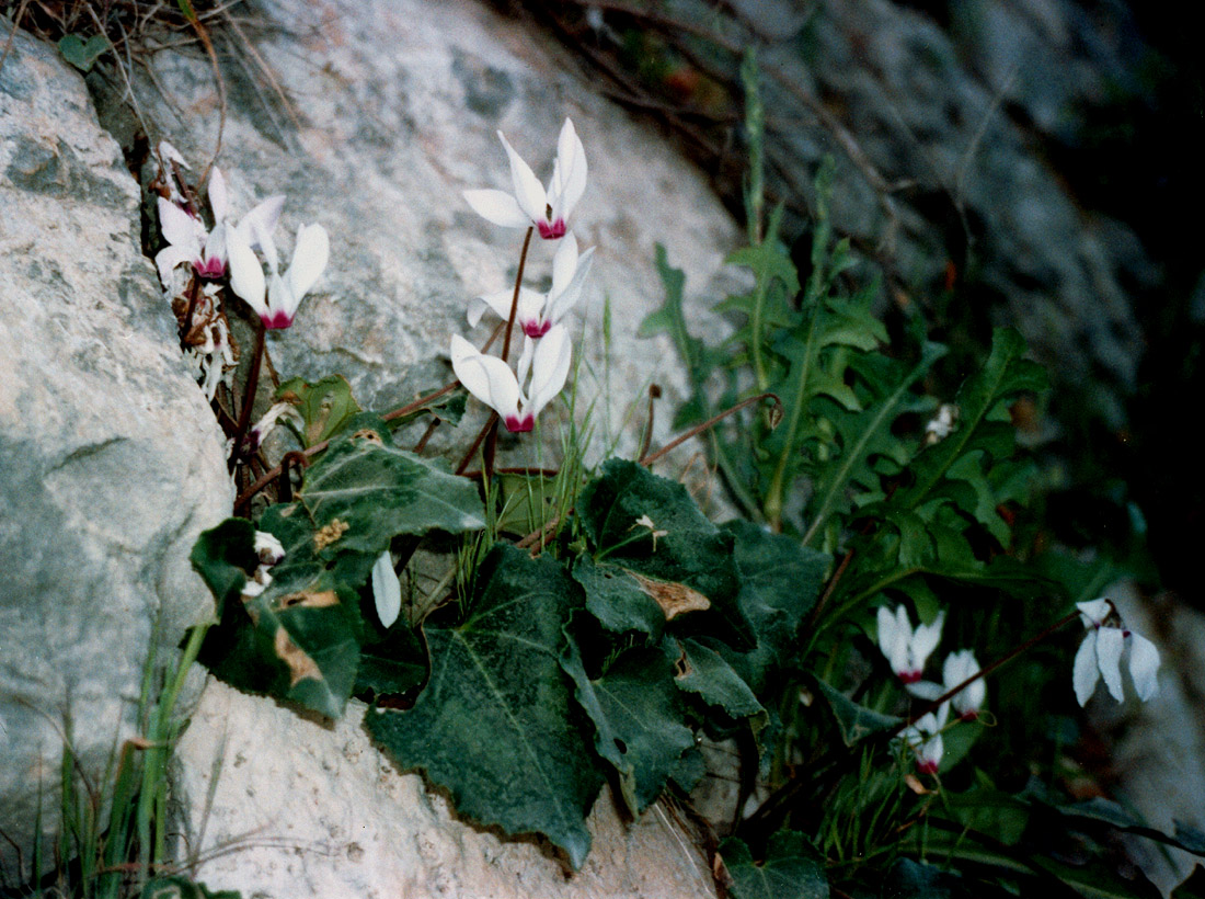 Image of Cyclamen persicum specimen.