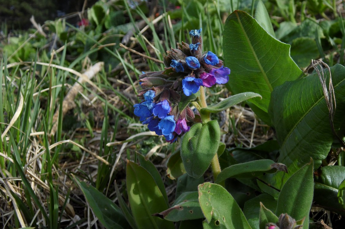 Изображение особи Pulmonaria mollis.