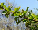 Berberis vulgaris