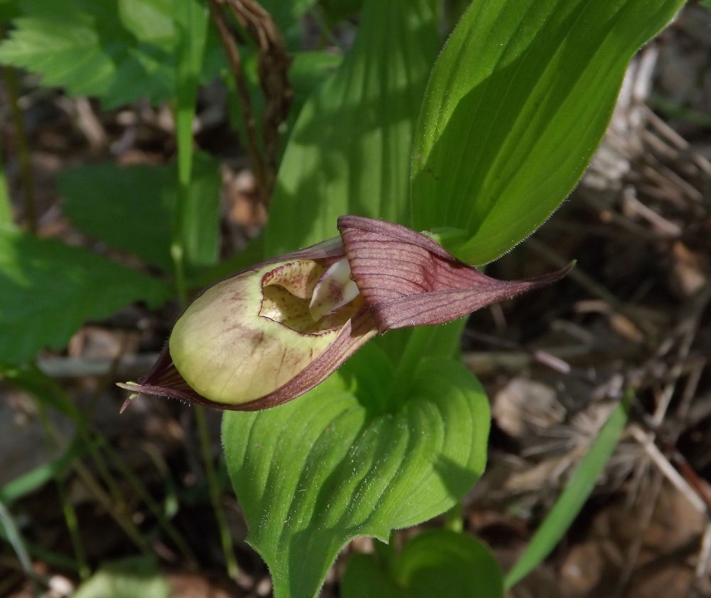 Image of Cypripedium &times; ventricosum specimen.