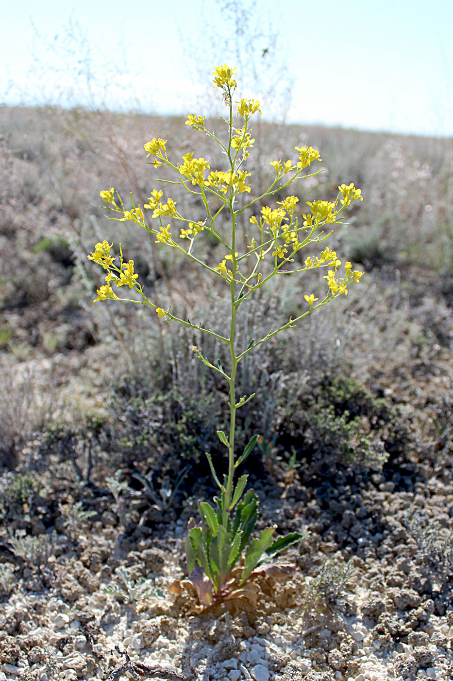 Image of Erucastrum armoracioides specimen.