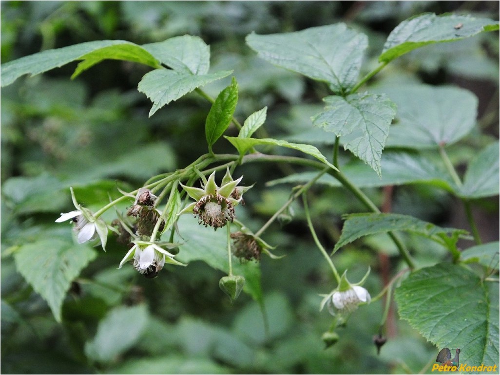 Image of Rubus idaeus specimen.