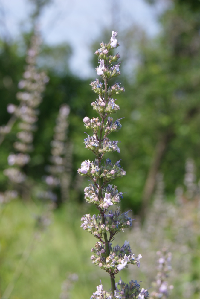 Image of Nepeta nuda specimen.