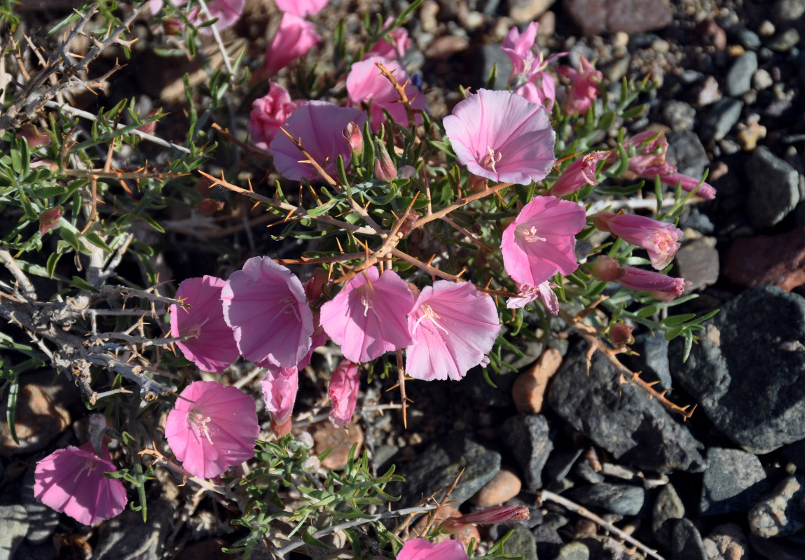 Image of Convolvulus gortschakovii specimen.