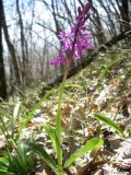 Orchis mascula