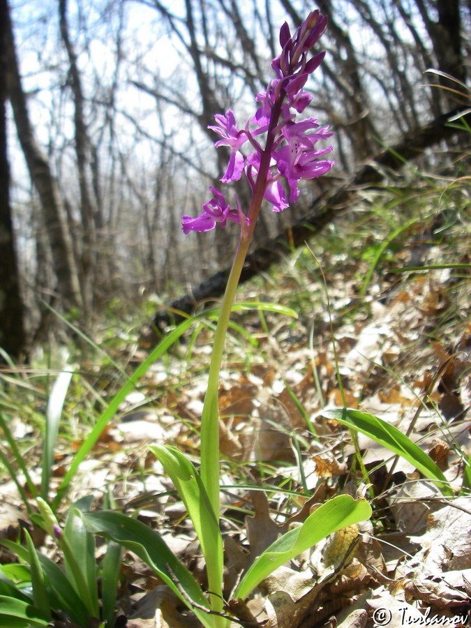 Image of Orchis mascula specimen.