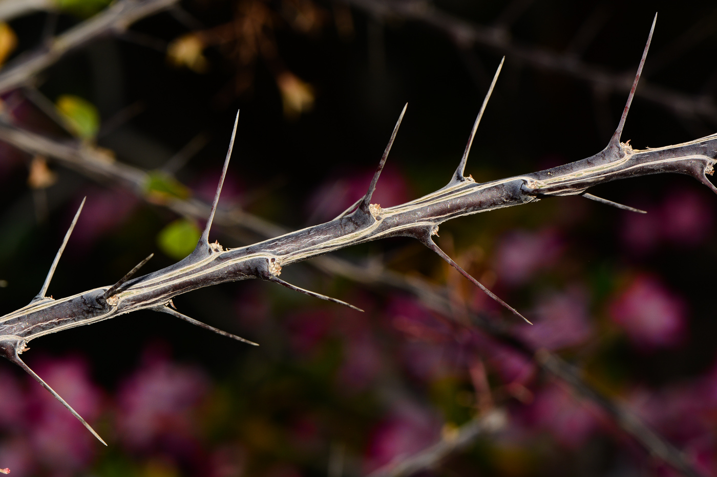 Image of Fouquieria macdougalii specimen.