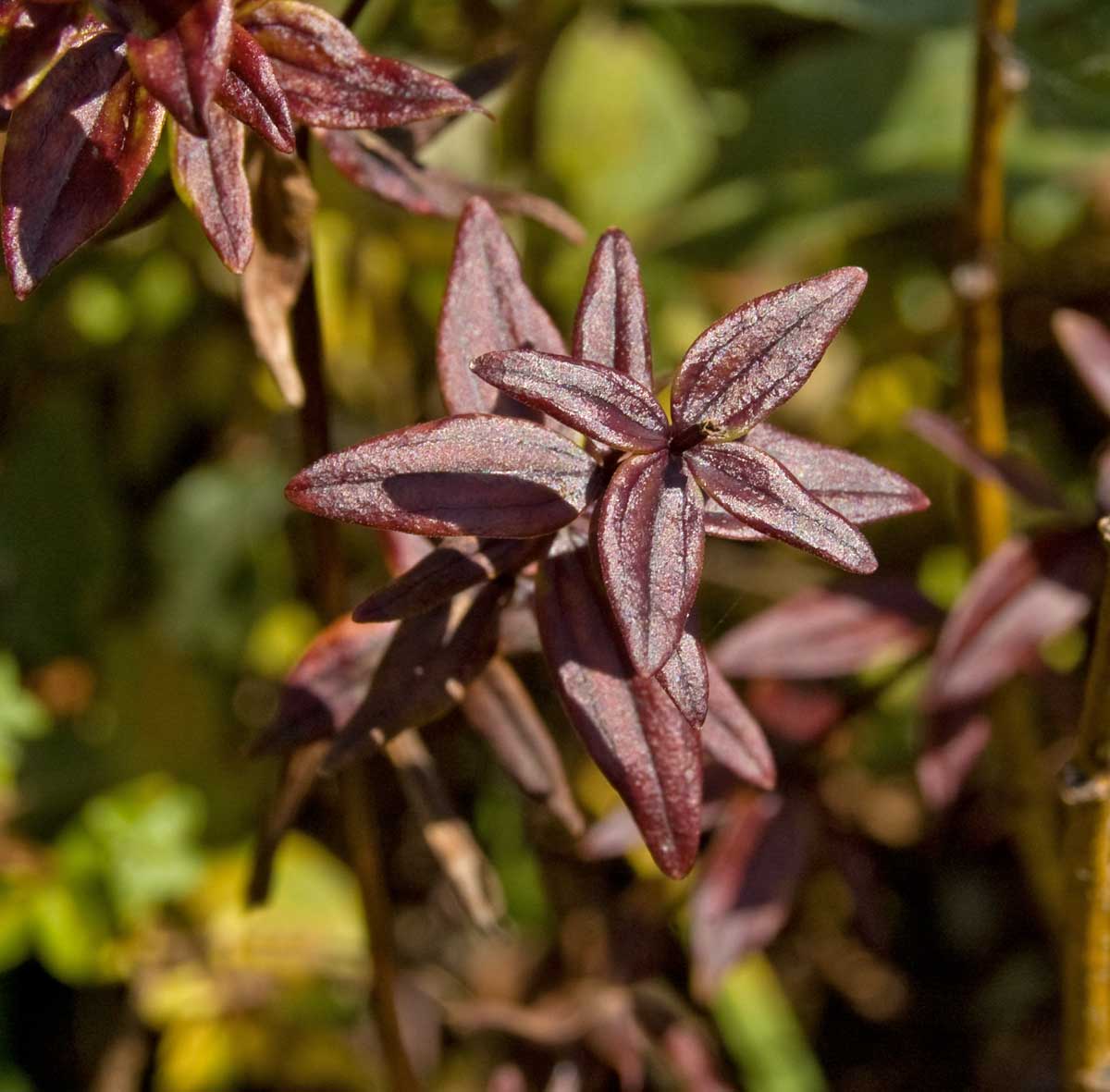 Image of Galium boreale specimen.