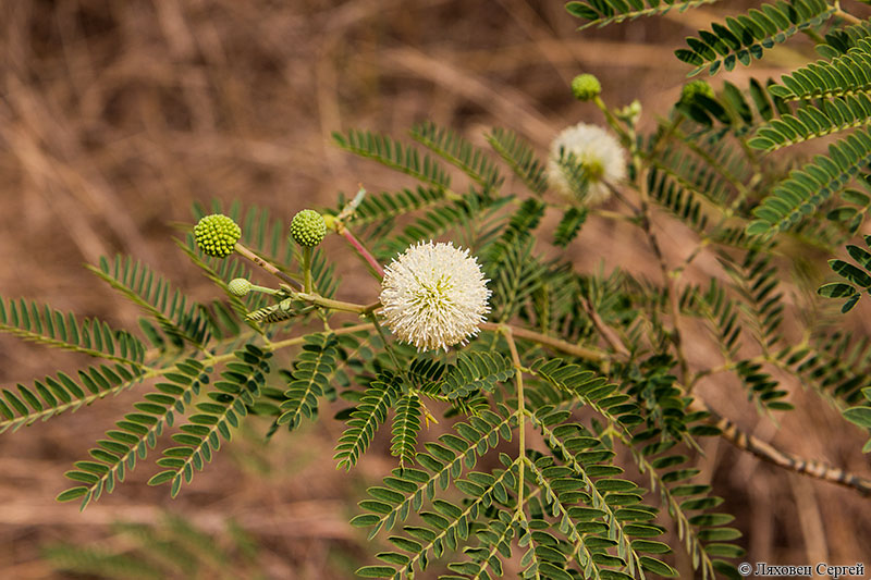 Изображение особи Leucaena leucocephala.