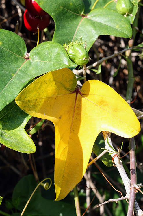 Image of Passiflora foetida specimen.