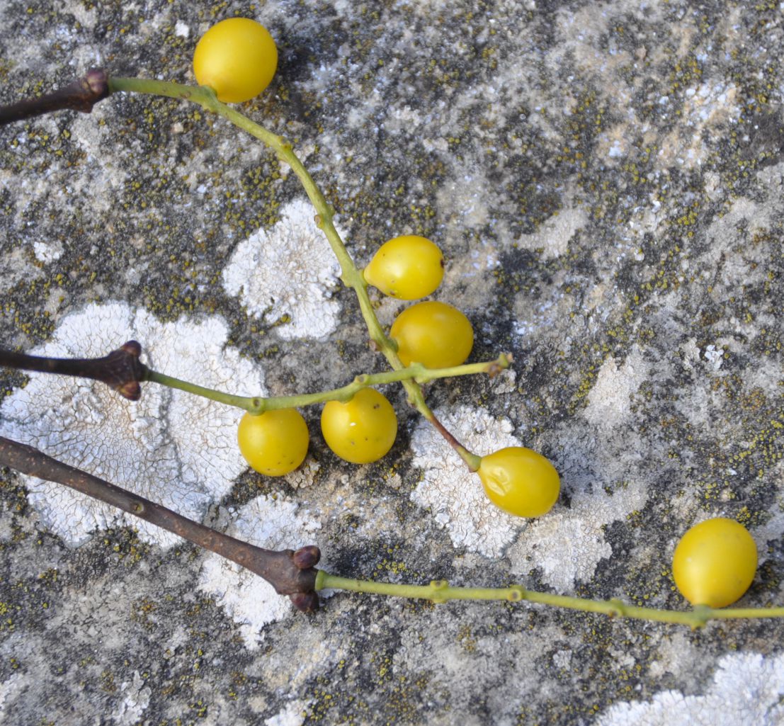 Изображение особи Loranthus europaeus.