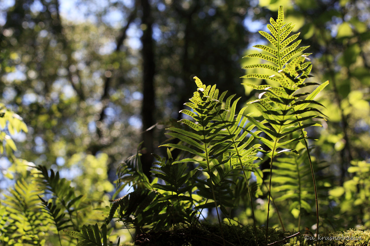 Image of Polypodium vulgare specimen.