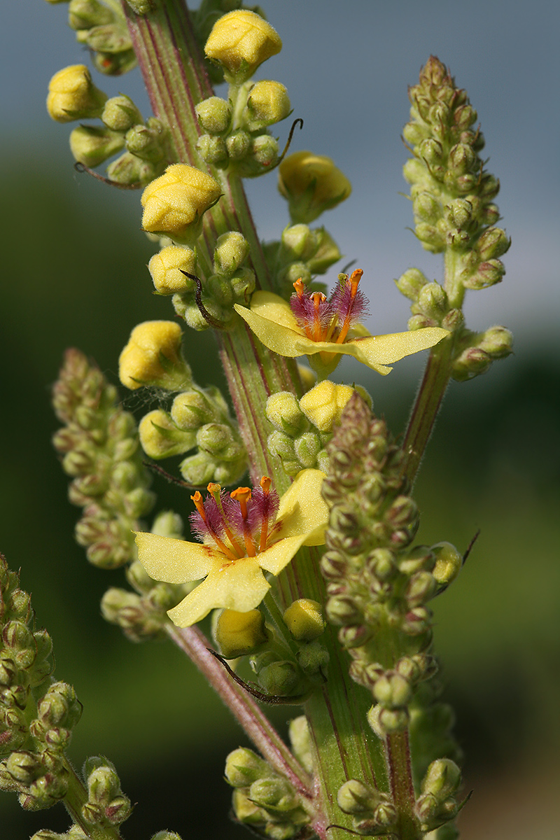 Image of Verbascum nigrum specimen.