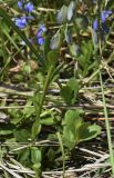 Polygala calcarea. Нижняя часть растения с плодами. Испания, автономное сообщество Каталония, провинция Жирона, комарка Сельва, муниципалитет Сускеда, окр. деревни Сант-Марти-Сакальм, 835 м н.у.м., возле ограждения выгона. 08.05.2018.