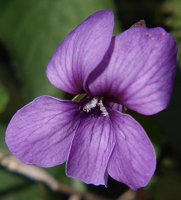 Image of Viola somchetica specimen.