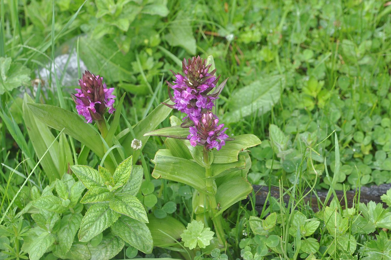 Image of genus Dactylorhiza specimen.