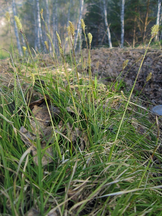 Image of Carex macroura specimen.