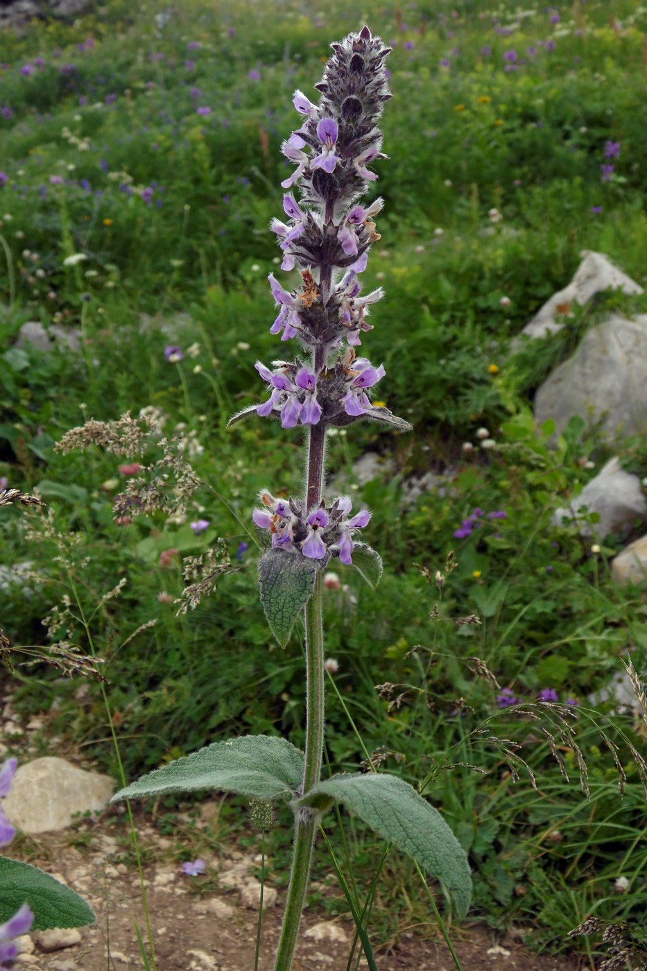 Image of Stachys balansae specimen.