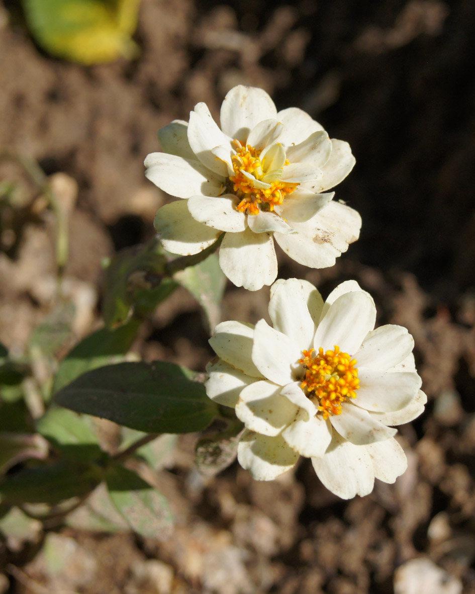 Image of Zinnia elegans specimen.