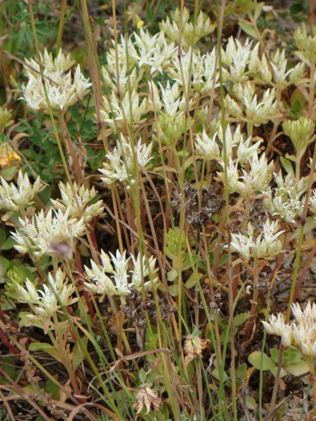 Image of Sedum oppositifolium specimen.