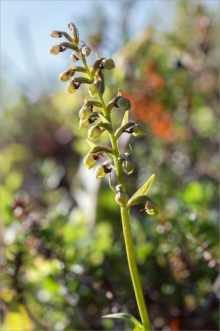 Image of Dactylorhiza viridis specimen.