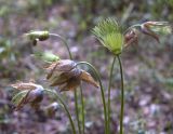 Pulsatilla patens. Завязавшиеся плоды. Новосибирская обл., Новосибирский сельский р-н, правый обрывистый берег р. Обь. 31.05.2010.