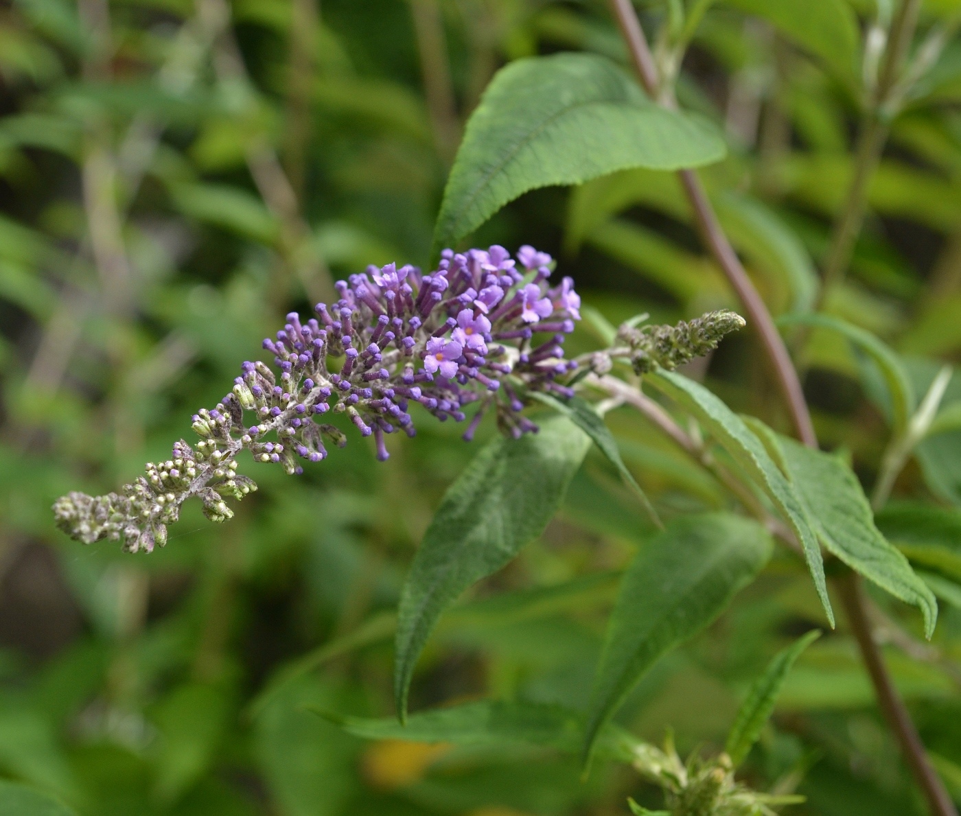 Изображение особи Buddleja davidii.