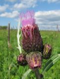 Cirsium heterophyllum. Распускающиеся соцветия. Окр. Архангельска, сырой луг. 17.06.2011.