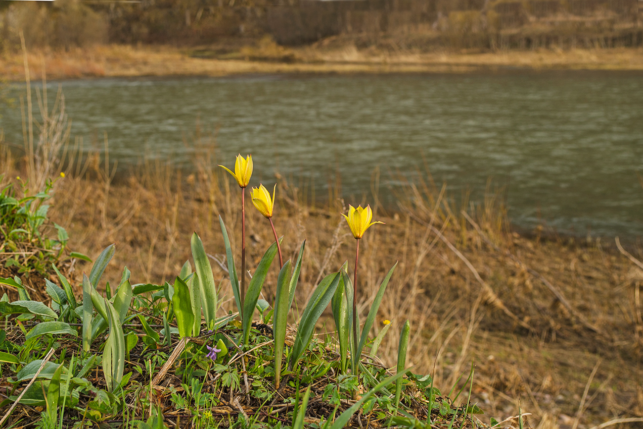 Image of Tulipa biebersteiniana specimen.