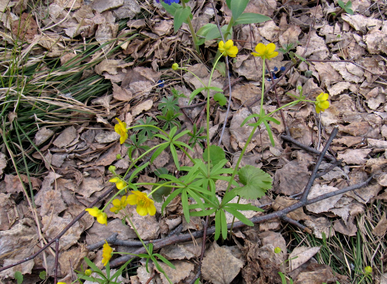 Изображение особи Ranunculus conspicuus.