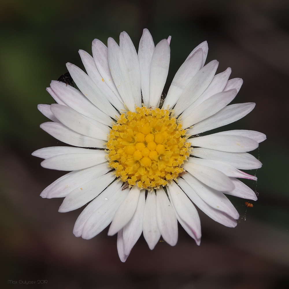 Image of Bellis perennis specimen.