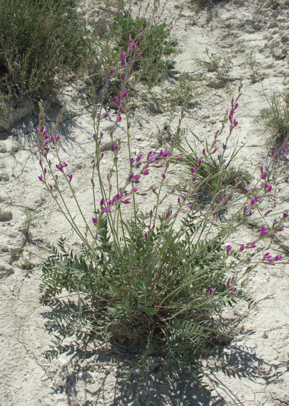 Image of Oxytropis gebleriana specimen.