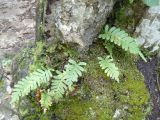 Polypodium vulgare