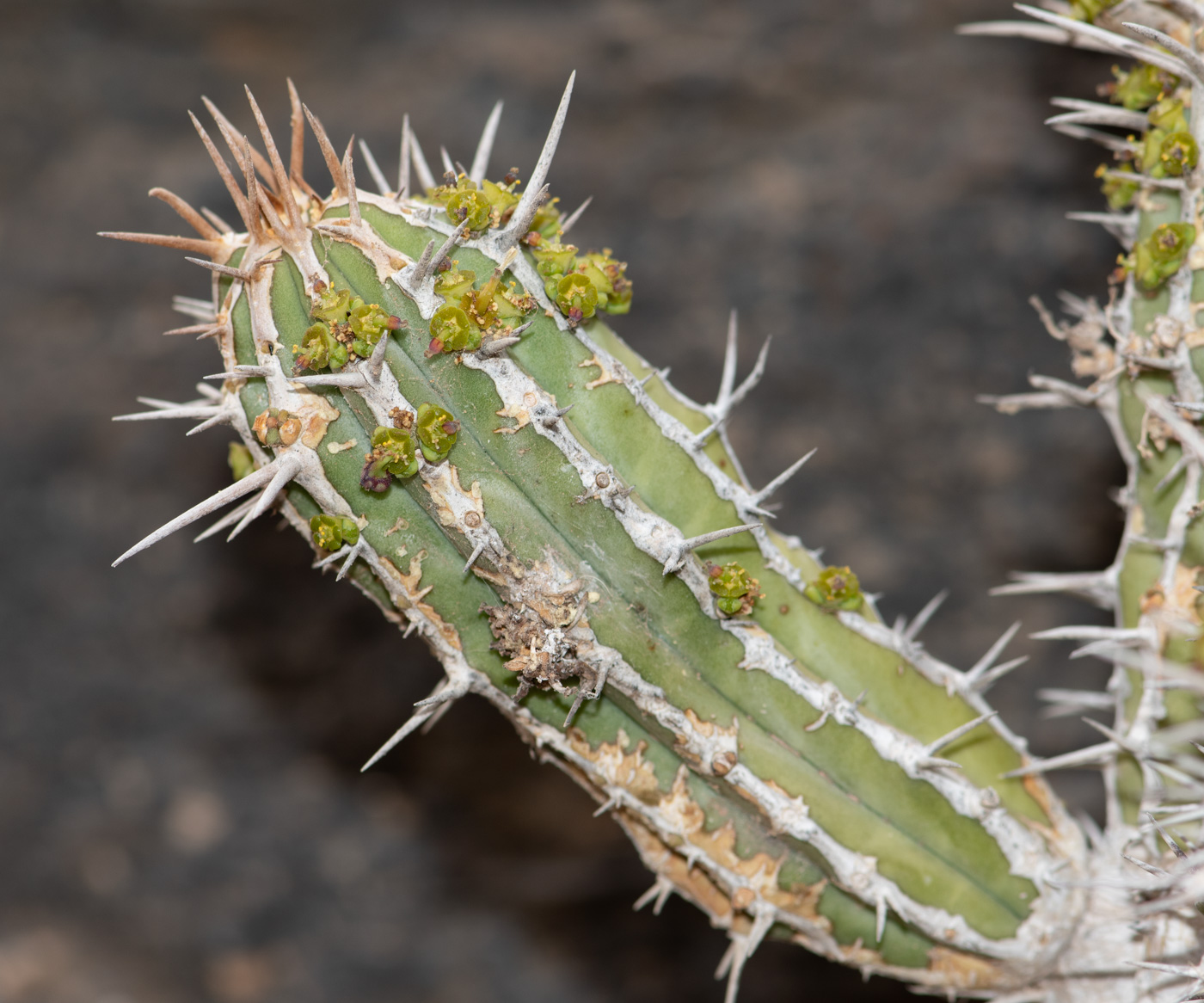 Image of Euphorbia handiensis specimen.