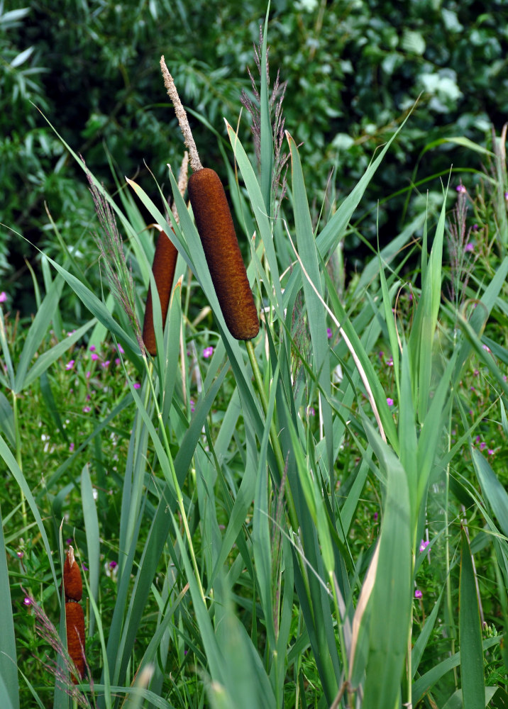 Изображение особи Typha latifolia.