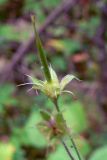 Geranium sylvaticum. Незрелый плод. Свердловская обл., окр. г. Североуральск, травяной сосняк с елью. 25.07.2010.