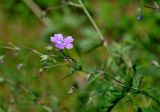 Geranium laetum. Верхушка побега с цветком. Алтай, Кош-Агачский р-н, долина р. Верхняя Карасу, ≈ 1100 м н.у.м., луг. 22.06.2019.