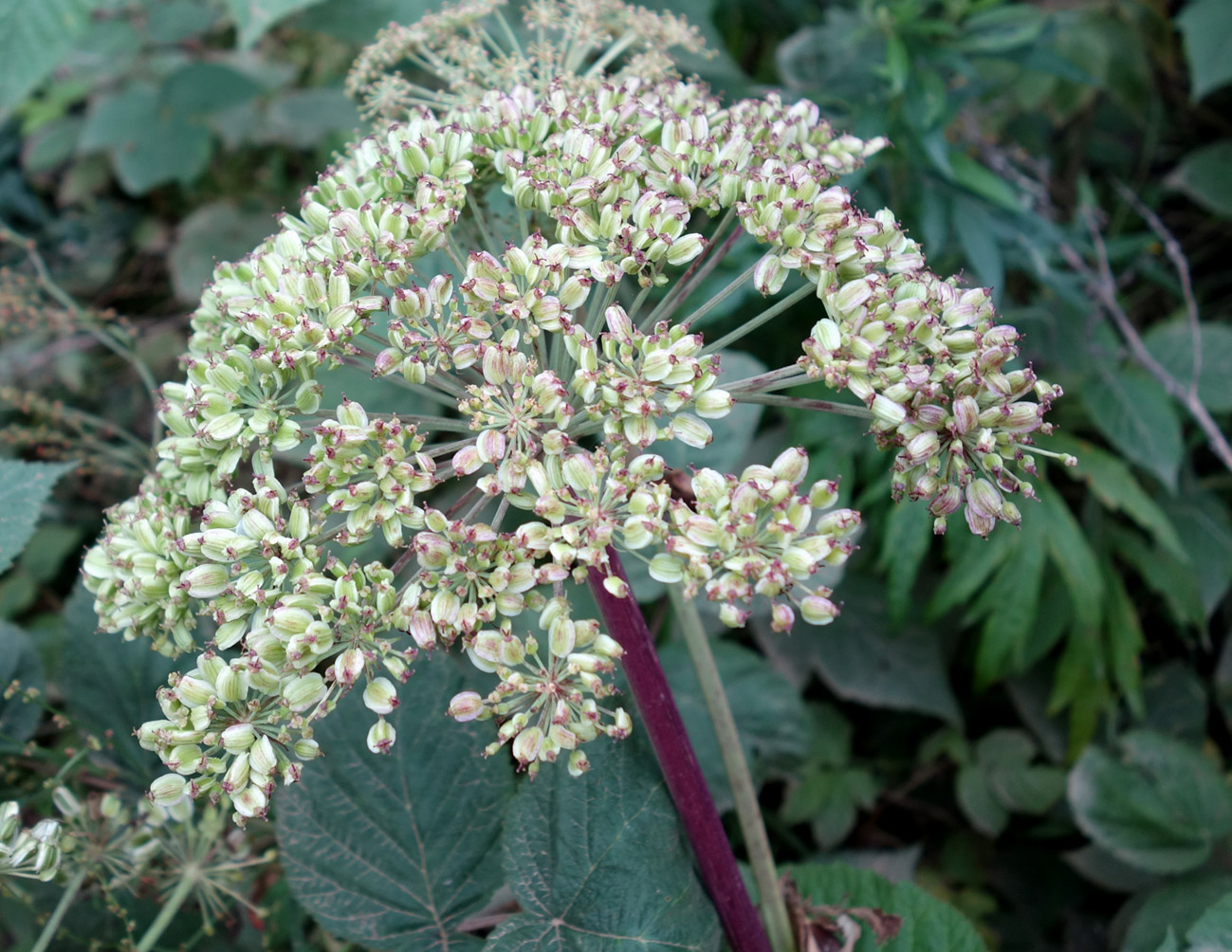 Image of familia Apiaceae specimen.