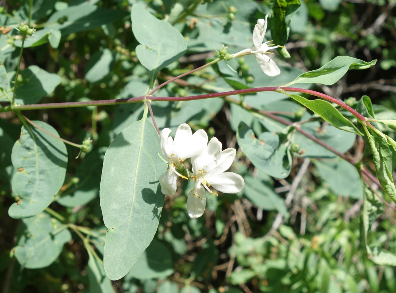 Image of Lonicera tatarica specimen.