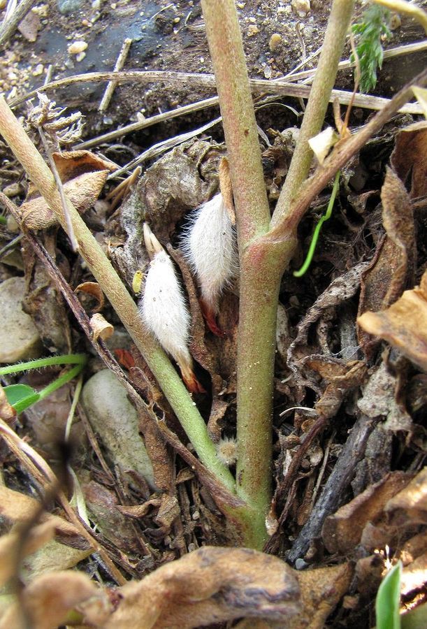 Image of Anthyllis arenaria specimen.